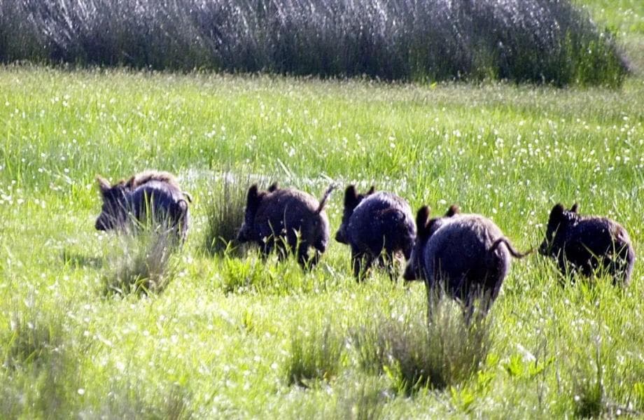 Preocupación en el sur bonaerense por la expansión de jabalíes