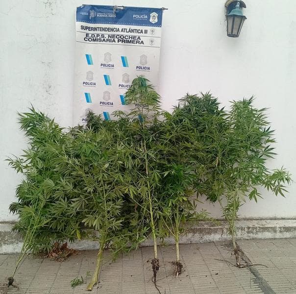 Secuestran estupefacientes en una vivienda tras un conflicto de pareja