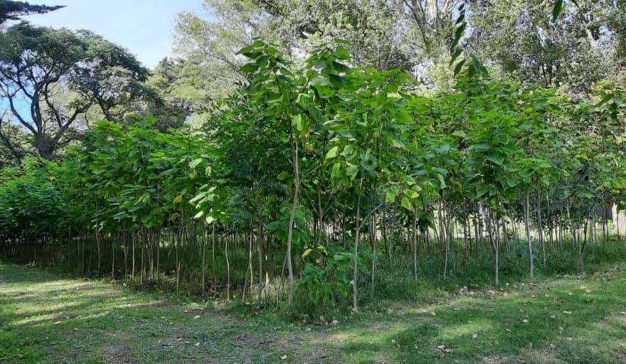 El Vivero Municipal entregará árboles gratuitos para reforzar el arbolado urbano